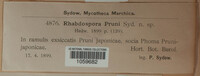 Rhabdospora pruni image